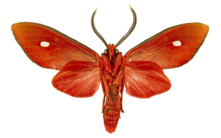 Animal moth HD Desktop Wallpaper | Background Image