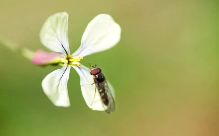 flower Animal hoverfly HD Desktop Wallpaper | Background Image