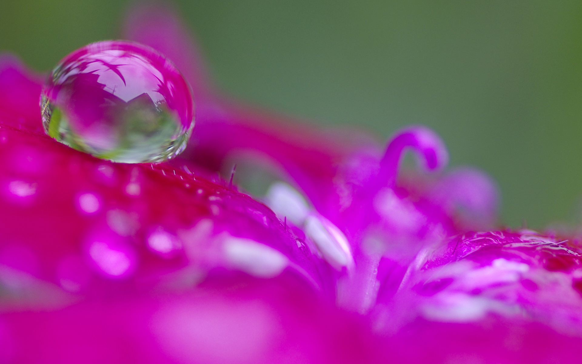 Nature Water Drop HD Wallpaper