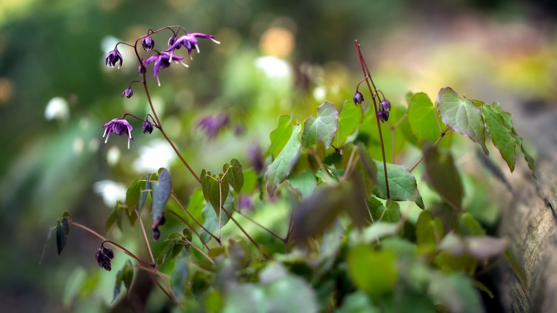HD nature wallpaper featuring delicate purple flowers with green leaves softly blurred in the background, creating a serene and calming desktop background.
