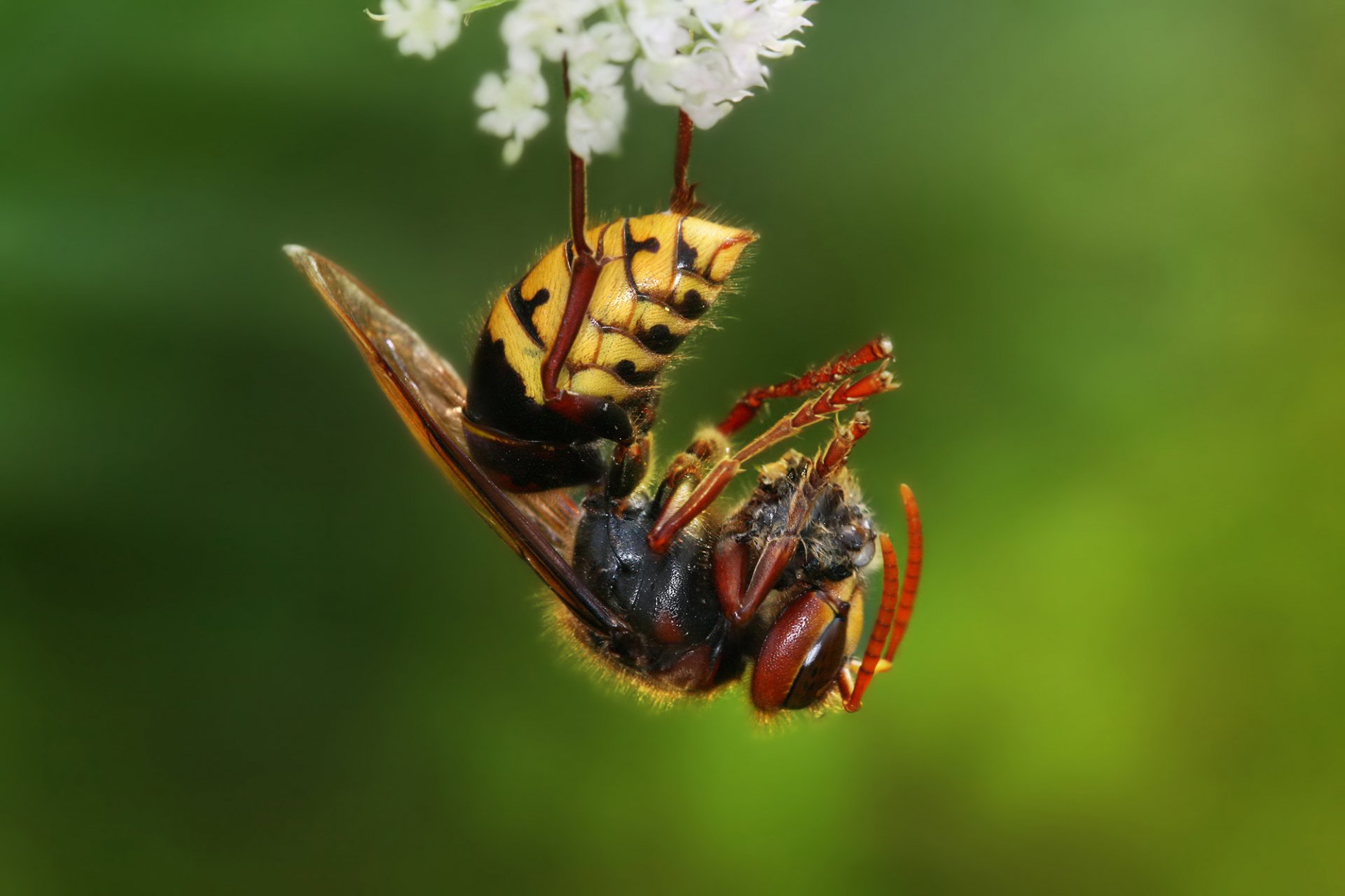 Animal Wasp HD Wallpaper