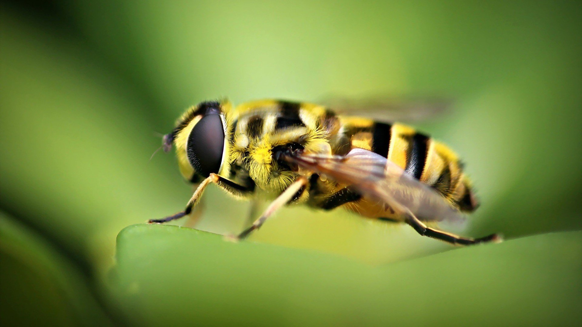 Close-up HD desktop wallpaper of a hoverfly resting on a vibrant green leaf, showcasing detailed black and yellow markings.