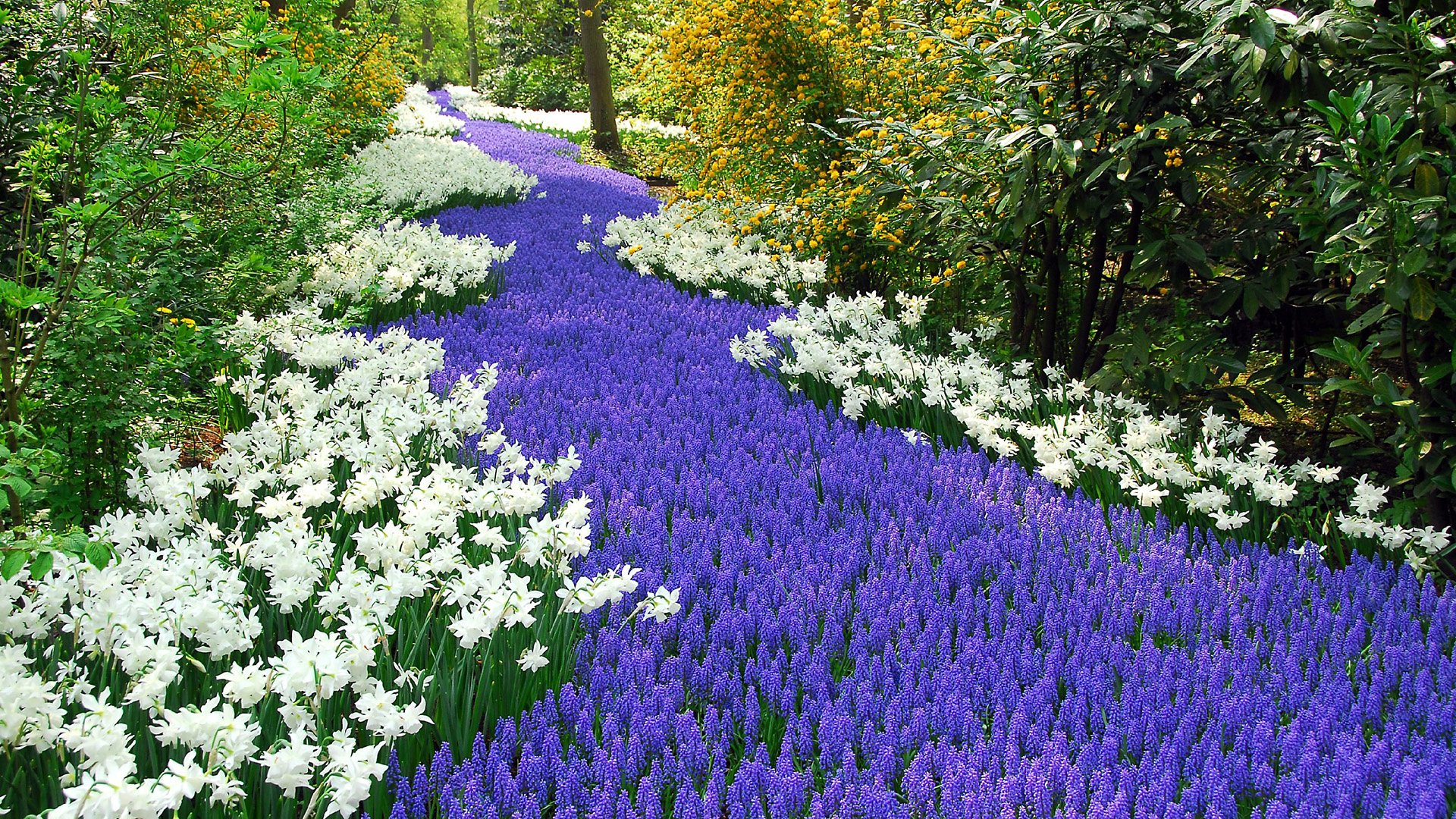 A vibrant park scene featuring a winding path adorned with lush purple flowers and delicate white blooms, showcasing the beauty of nature in high-definition photography.