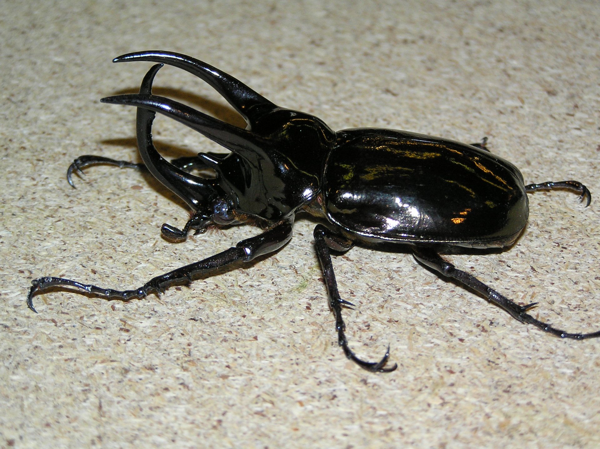 HD PC desktop wallpaper: close-up of an animal insect, a glossy black rhinoceros beetle with prominent curved horns on a light textured surface.