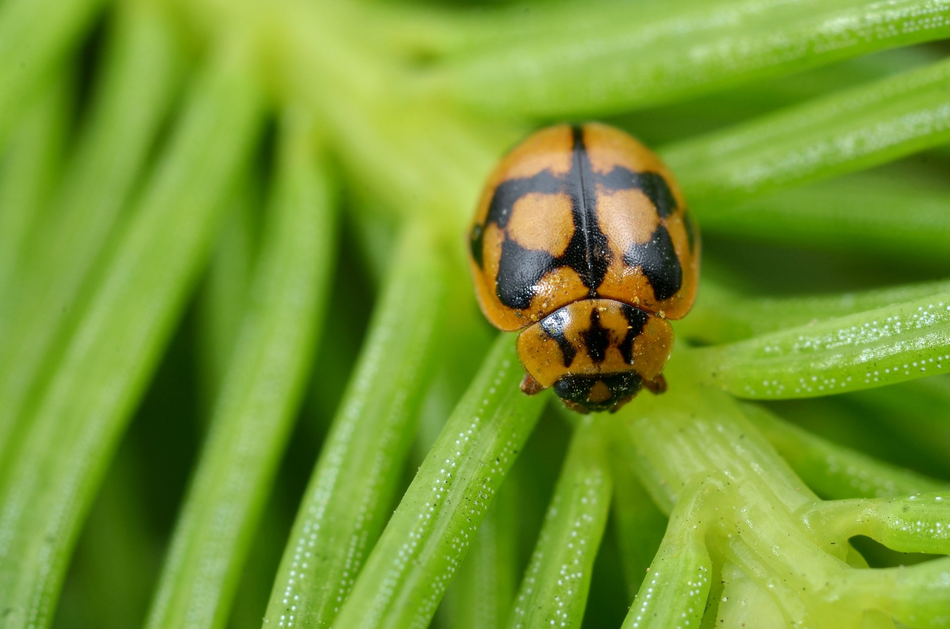 Download Animal Insect 4k Ultra HD Wallpaper | 4185x2772 | Wallpaper Abyss