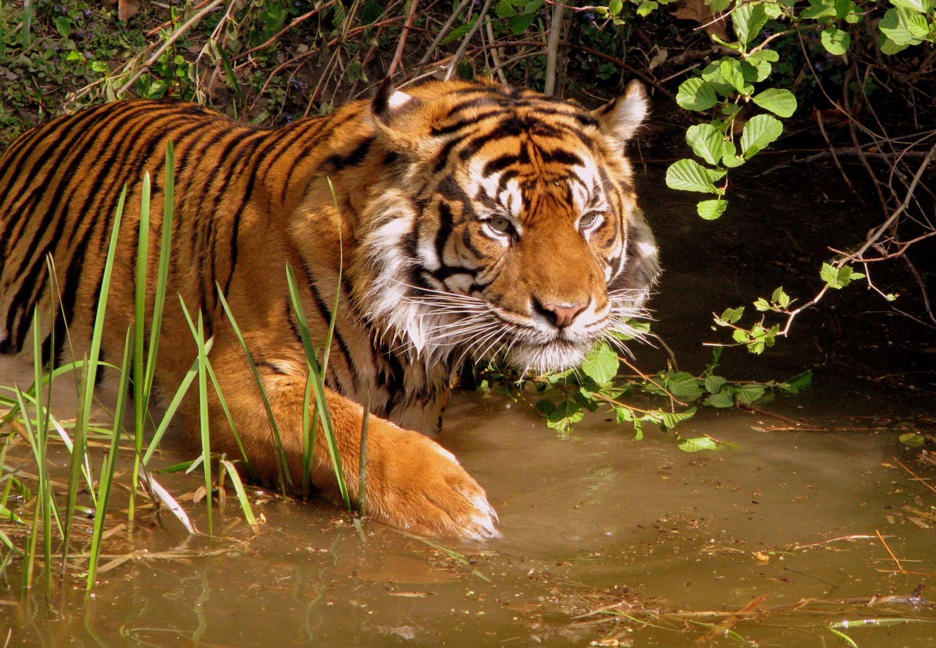 A majestic tiger wades through a lush, green environment, showcasing its striking orange and black stripes. This captivating image serves as a stunning HD desktop wallpaper and background.
