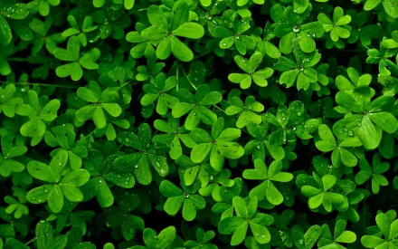 HD nature-themed PC desktop wallpaper showing a close-up of vibrant green leaves with water droplets, creating a fresh and calming background.