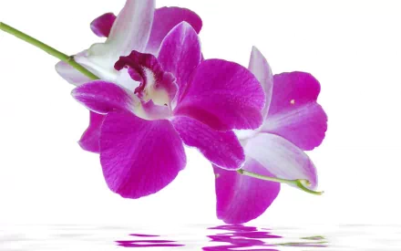 A vibrant pink orchid reflected on a serene water surface, showcasing the beauty of nature. This high-definition image serves as an elegant desktop wallpaper and background.