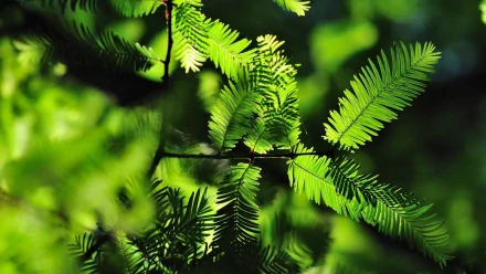 Close-up of vibrant green fern leaves in natural sunlight, captured in high definition, serving as a refreshing nature-themed PC desktop wallpaper and background.