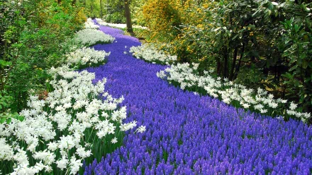 A vibrant park scene featuring a winding path adorned with lush purple flowers and delicate white blooms, showcasing the beauty of nature in high-definition photography.