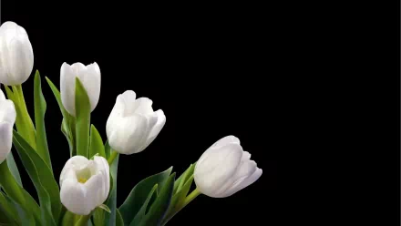 A beautiful display of white tulips against a black background, capturing the elegance of nature. This HD image serves as a captivating wallpaper for your desktop.