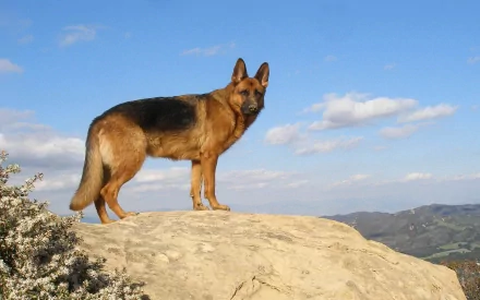 A German Shepherd stands majestically on a large rock with a scenic view of mountains and blue skies in the background. This HD desktop wallpaper captures the strength and beauty of the animal.