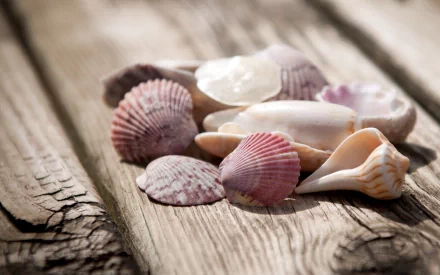 HD PC desktop wallpaper featuring a close-up of various seashells arranged on rustic wooden planks, capturing the beauty of nature.