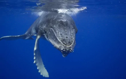A stunning HD image of a blue whale swimming gracefully in deep blue waters, showcasing its massive size and unique features as an impressive animal background.