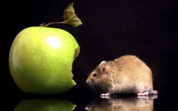 A close-up of a green apple with a bite taken out, alongside a small mouse, creating a charming and playful desktop wallpaper.