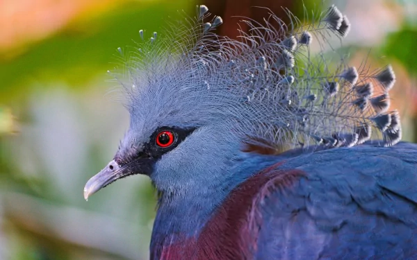 Close-up of a vibrant Victoria crowned pigeon with intricate feather crest, featured as an HD PC desktop wallpaper and background.