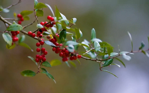 HD PC desktop wallpaper featuring a close-up of vibrant red berries on a leafy branch set against a softly blurred natural background.