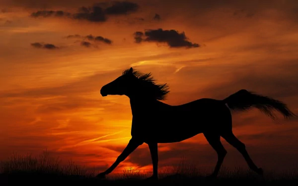 Animal horse HD Desktop Wallpaper | Background Image