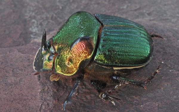 Animal Insect Rainbow Scarab HD Wallpaper | Background Image