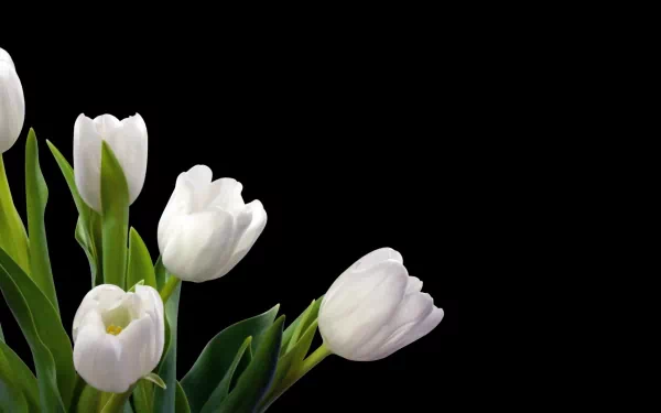 A beautiful display of white tulips against a black background, capturing the elegance of nature. This HD image serves as a captivating wallpaper for your desktop.