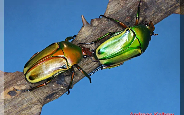 Animal beetle HD Desktop Wallpaper | Background Image