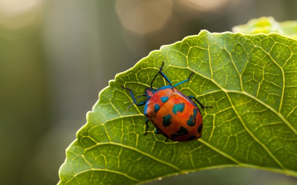 Animal Insect Bug Beatle HD Wallpaper | Background Image