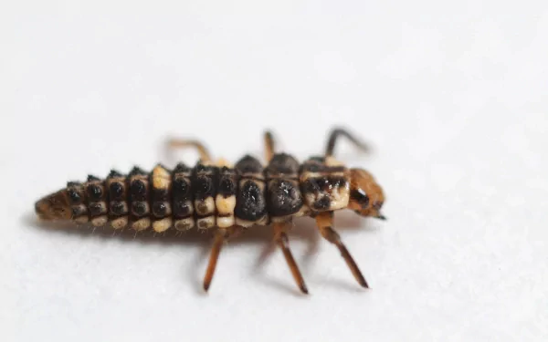 Animal insect HD Desktop Wallpaper | Background Image