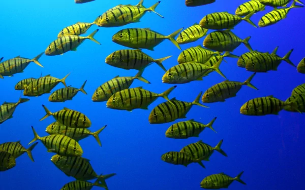 HD PC desktop wallpaper showing a vibrant school of yellow and black striped fish swimming against a bright blue underwater backdrop.
