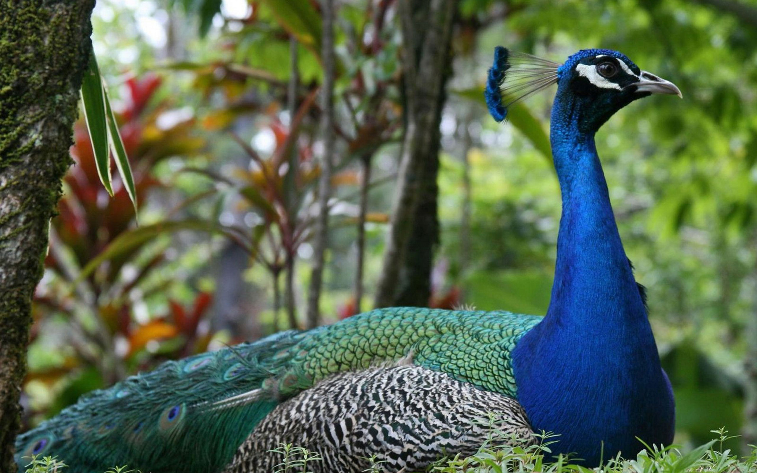 Peacock HD Wallpaper | Background Image | 2560x1600 | ID ...