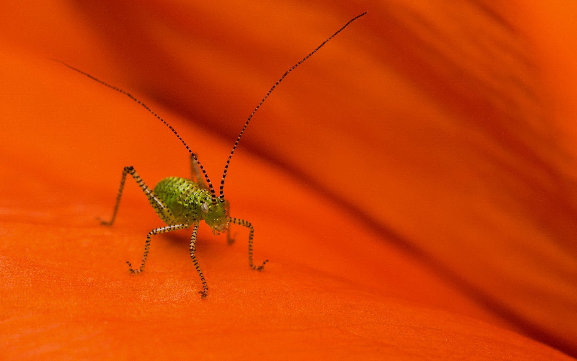 HD desktop wallpaper of a vibrant green grasshopper resting on a bright orange surface, showcasing detailed texture and color contrast in nature.