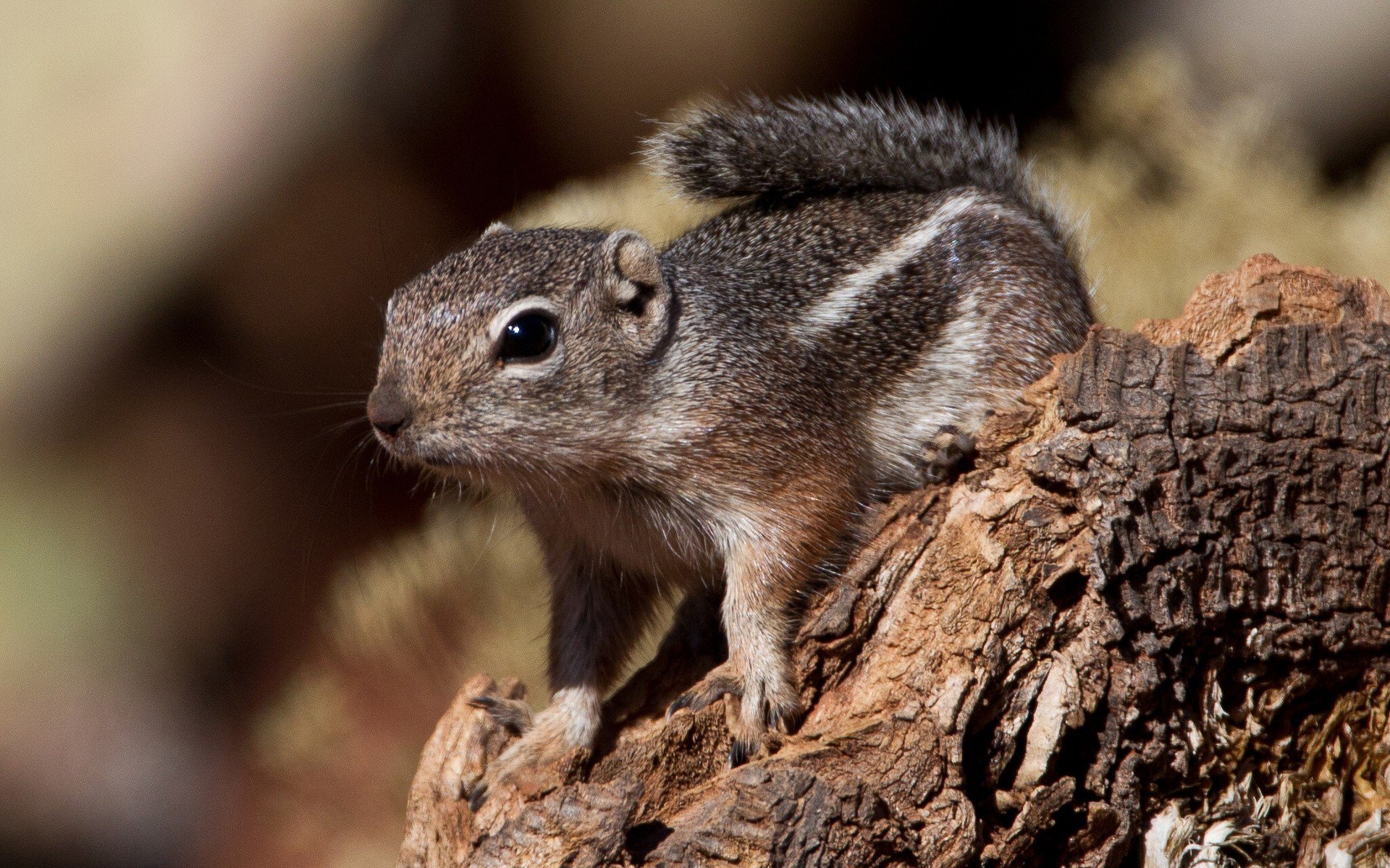 Download Animal Chipmunk HD Wallpaper