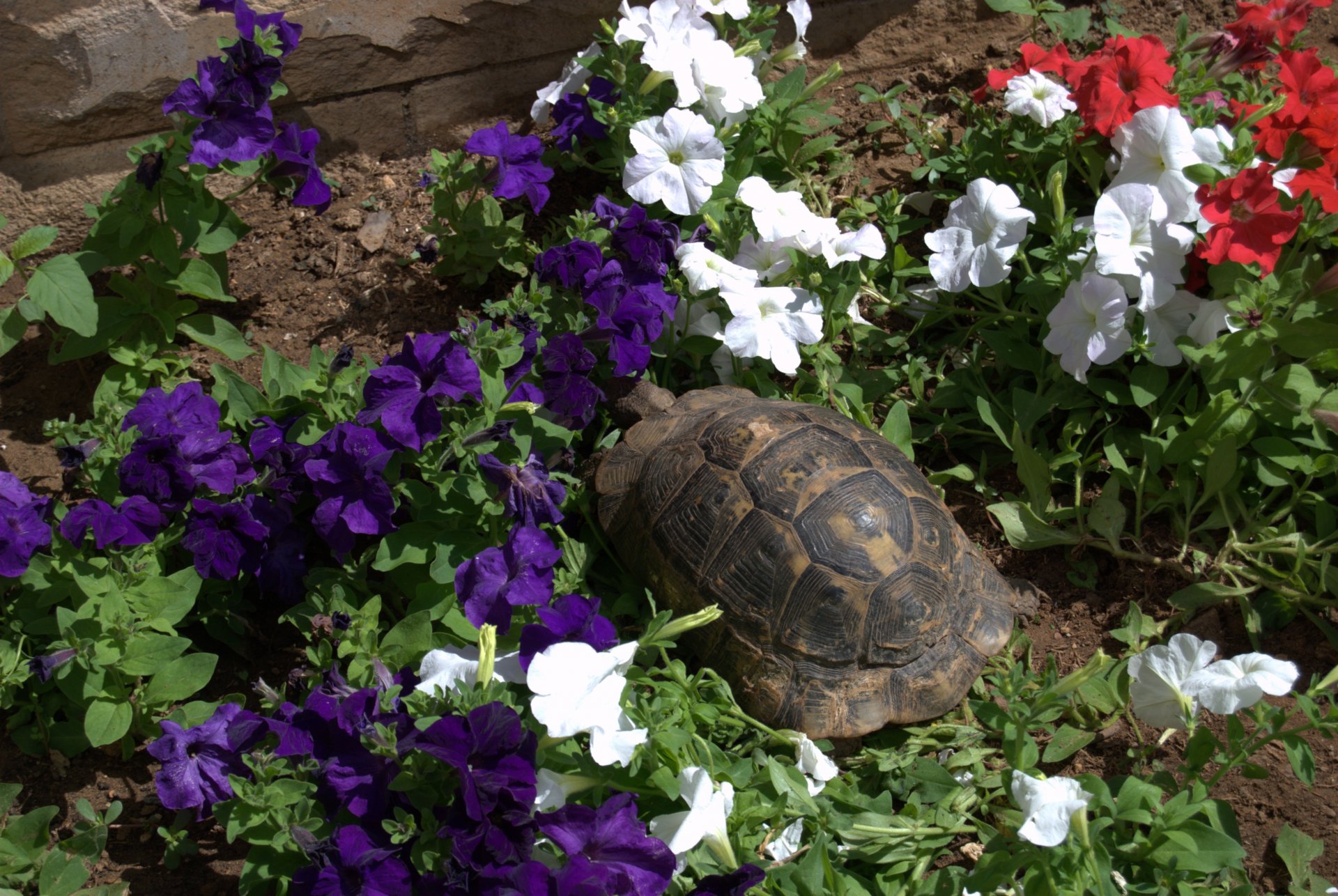 A turtle resting amidst vibrant purple, white, and red flowers, captured in a detailed 4K Ultra HD PC desktop wallpaper background.