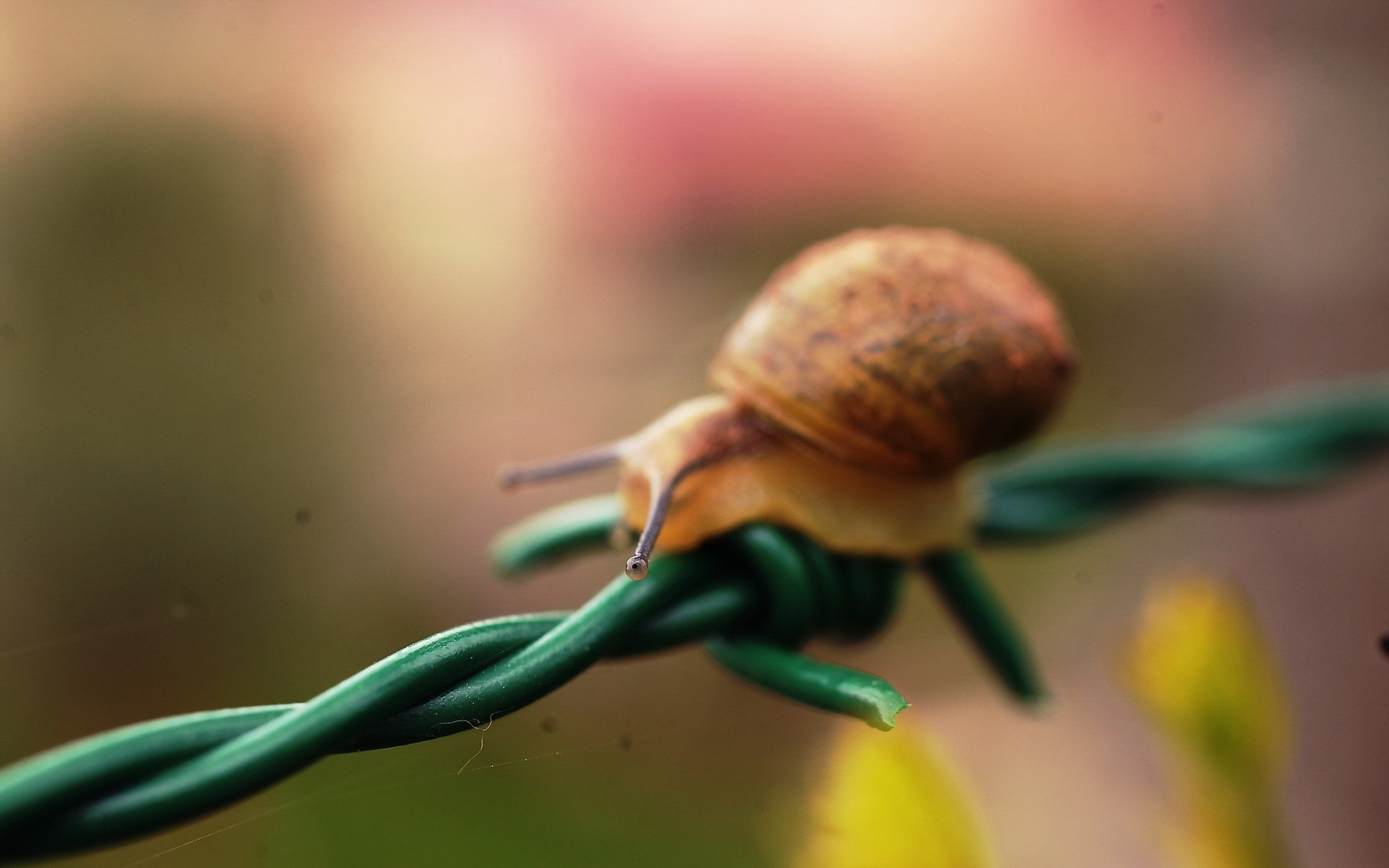 Download Animal Snail HD Wallpaper