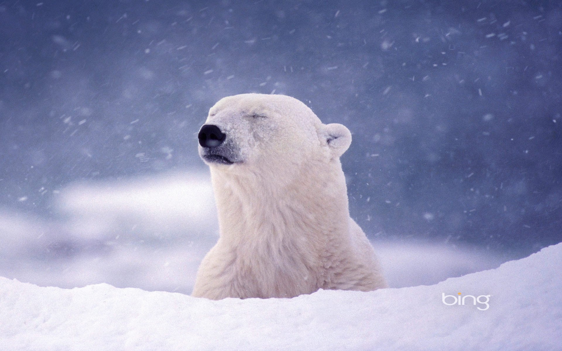 Download Animal Polar Bear HD Wallpaper