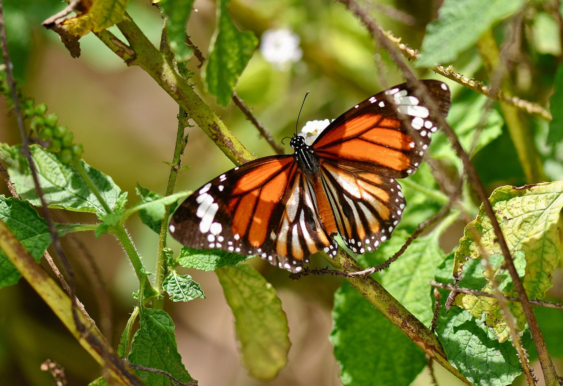 Animal Butterfly HD Wallpaper