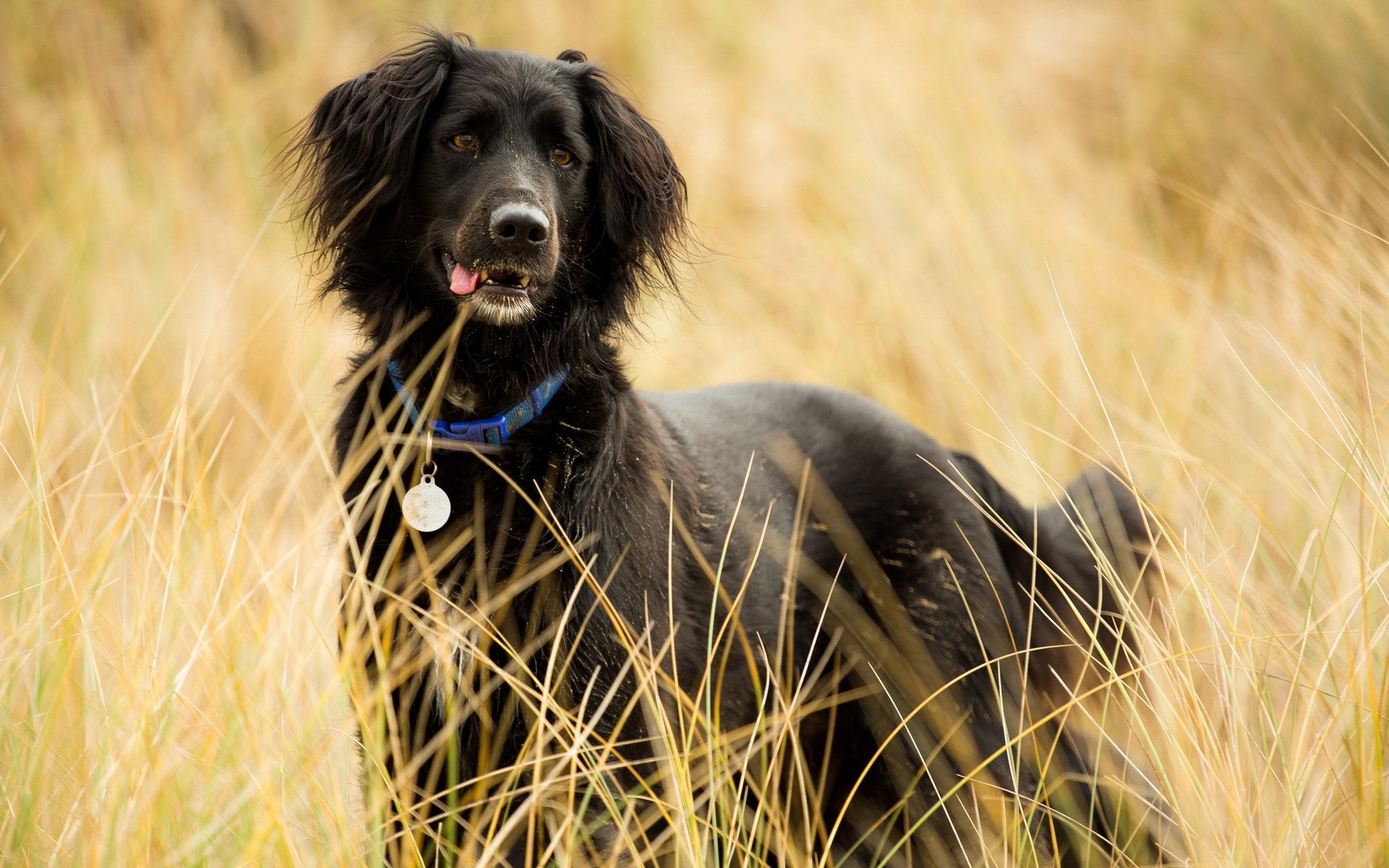 HD PC desktop wallpaper showing a black dog standing alert in tall golden grass.