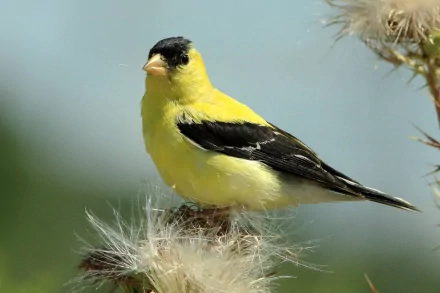 american goldfinch Animal goldfinch HD Desktop Wallpaper | Background Image
