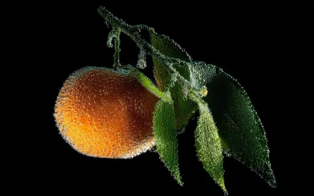 HD desktop wallpaper featuring a close-up of a vibrant orange fruit with green leaves against a black background.