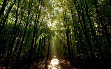 HD PC desktop wallpaper of a sunlit forest path with tall trees and rays of light streaming through dense green foliage.
