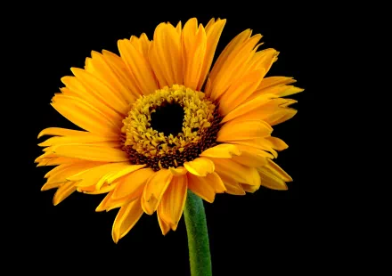 A vibrant sunflower in full bloom against a black background, captured in striking detail as a 4K Ultra HD PC desktop wallpaper showcasing nature's beauty.