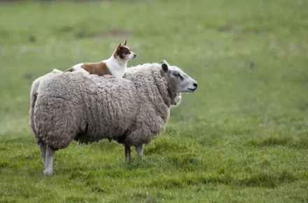 A playful scene of a small dog perched on the back of a fluffy sheep, set against a vibrant green field. This charming animal image makes for an engaging HD desktop wallpaper.