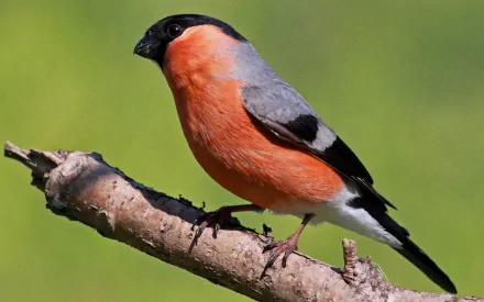 A vibrant bullfinch perched on a branch, showcasing its striking orange and gray plumage against a soft green background. This HD image makes a beautiful desktop wallpaper.