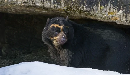 HD desktop wallpaper showing a spectacled bear emerging from a rocky cave with snow in the foreground.