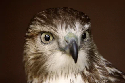 Close-up of a hawk's intense gaze, captured in sharp detail for a 4K Ultra HD PC desktop wallpaper and background.