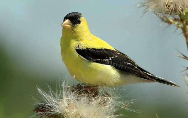 american goldfinch Animal goldfinch HD Desktop Wallpaper | Background Image