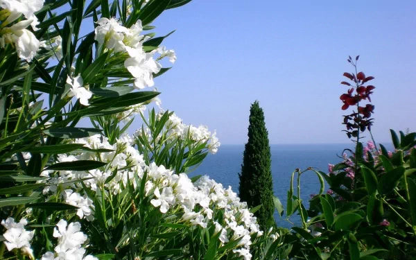 HD PC desktop wallpaper featuring white blossoms and green foliage against a clear blue sky and distant sea, showcasing serene nature beauty.
