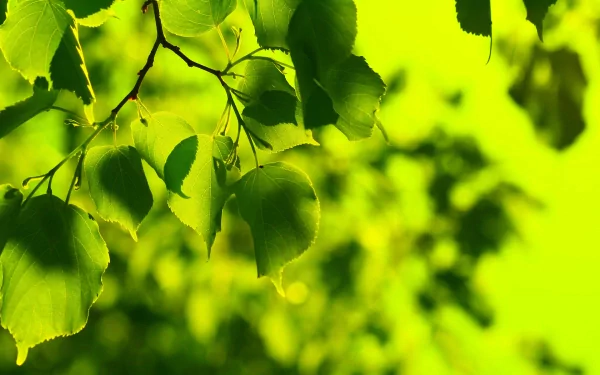 Vibrant green leaves softly illuminated, creating a refreshing natural scene. This HD wallpaper brings a touch of nature to your desktop background.