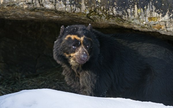 Animal Spectacled Bear HD Wallpaper | Background Image