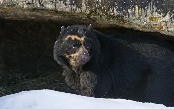 HD desktop wallpaper showing a spectacled bear emerging from a rocky cave with snow in the foreground.