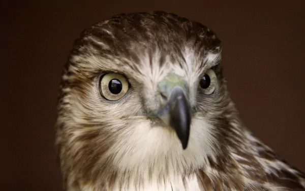 Close-up of a hawk's intense gaze, captured in sharp detail for a 4K Ultra HD PC desktop wallpaper and background.